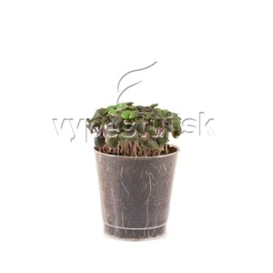 bazalka cervena 7 dni